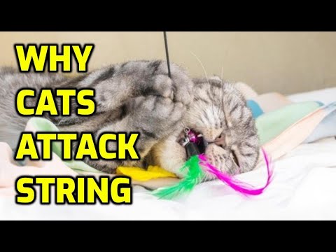 Why Do Cats Go Crazy For String?