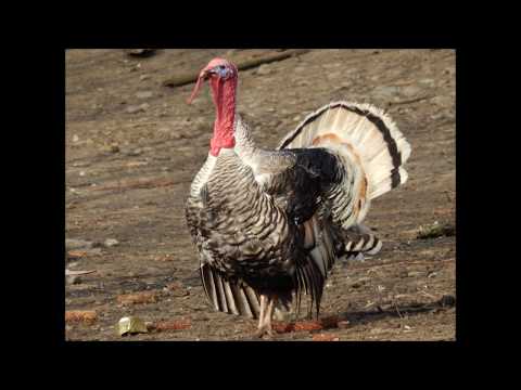 Cycling in Romania 1