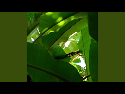 Thaththa's Little Tune