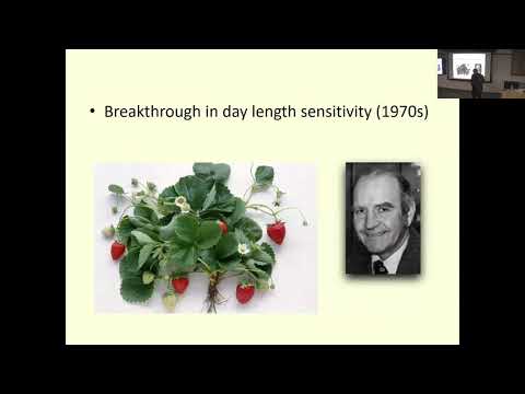 Marvin Pritts: How the strawberry became America’s most unsustainable fruit