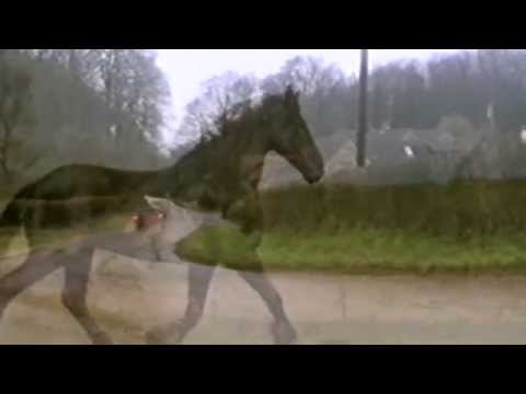 Video thumbnail for Horses