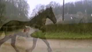 Chris Rea - Horses (Instrumental, La Passione)
