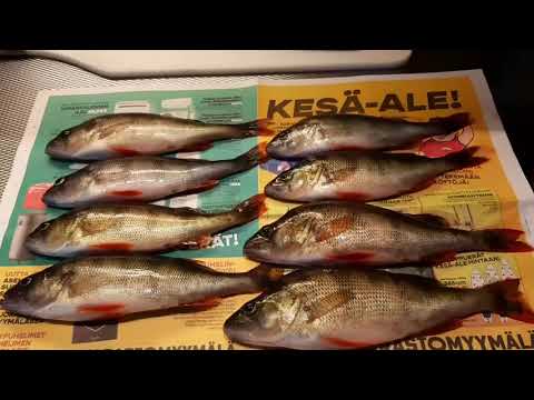 KOVALLA TUULELLA AHVENET KYYTIIN | JIGIKALASTUS (lähtöpassit rannasta)