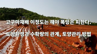 고구마 길고 작은 이유는 이것 때문에, 고구마재배 이정도는 해야 폭망은 피한다 두번째 이야기