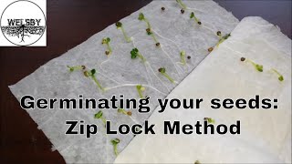 Germinating your Seeds: Ziplock Method