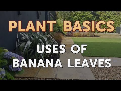 How to Dry an Overwatered Plant