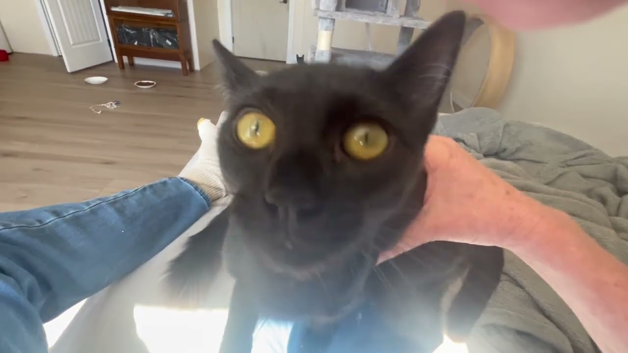 Enlarge Little Annie Oakley, a ADOPTABLE Tabby in Eagle Point, OR video 3/6