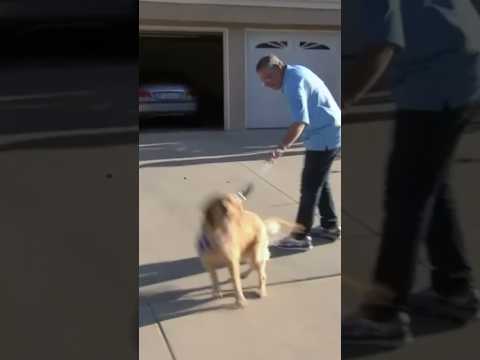 How to Stop Dog Pulling! #dog #dogtraining #cesarmillan