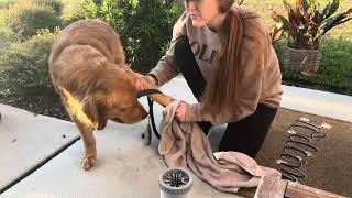 Why you need a MudBuster! Review & demo with my Golden Retriever