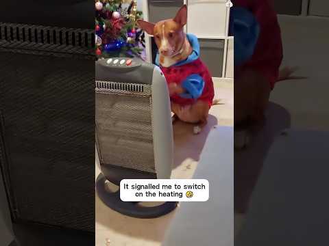 Dogs are afraid of the cold 🐶🤣🤪😂❄️#usa #funnyvideos #dog #dogsoftiktok #funnydog
