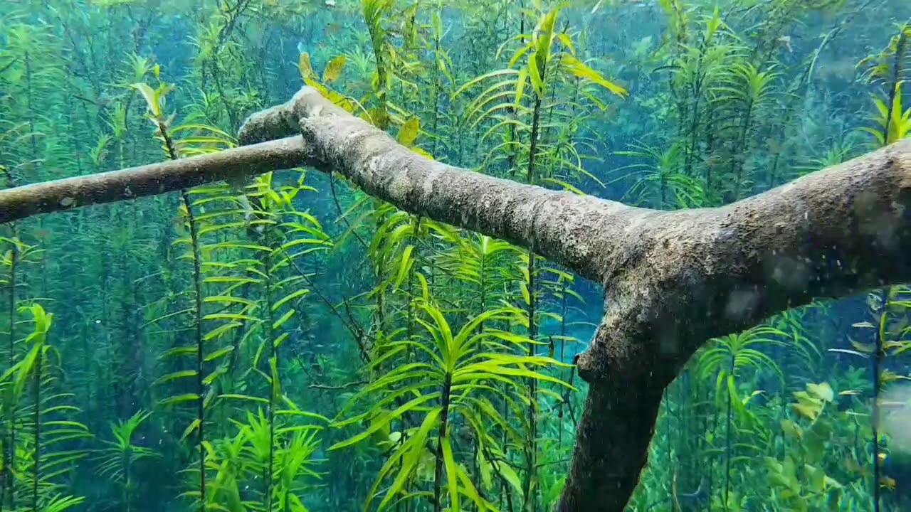 Vídeo Nascentes da Serra Bodoquena