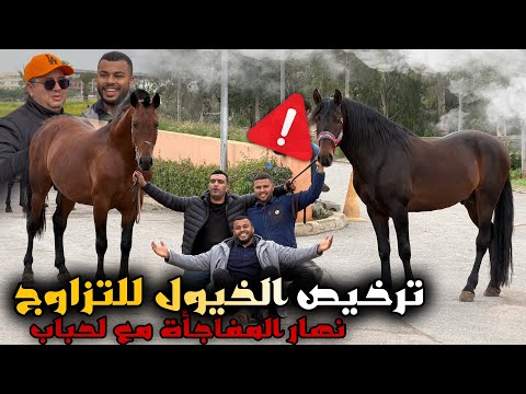 خطوة ضرورية قبل التزاوج 🐎‼️ عيشوا معانا أجواء تجهيز الخيول من الأول إلى الترخيص الرسمي من Sorec ..