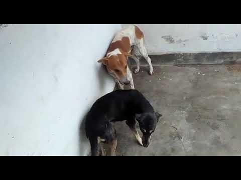 Lola and her amazing company garden flooded