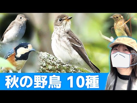 黒くなりがちな黄色、青、青の鳥