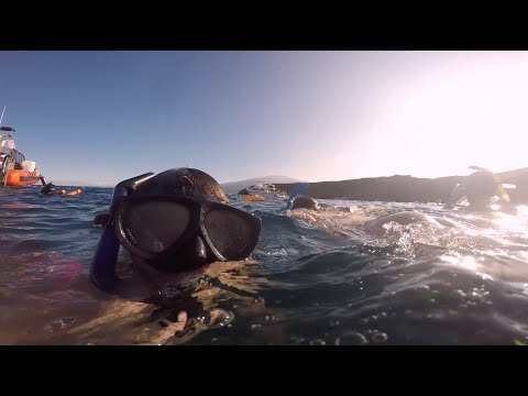 Gli Animali Fantastici del Sudamerica - Goodbye