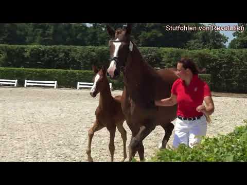 Gestüt Fohlenhof Haßloch - Stutfohlen von Revolution