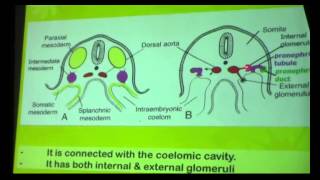 11) Dr.Doaa 16/4/2015 [ Fetal circulation - Urinary system ( pronephros - meso nephros) ]