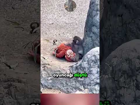 Annesini Kaybeden Talihsiz Maymun! 🐒 🧸 🥺