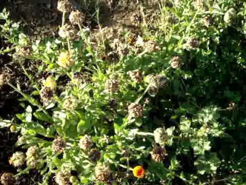 Flowers around the farm