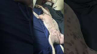 Video preview image #1 Mutt Puppy For Sale in Plainfield, IL, USA
