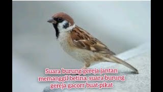 Download lagu Suara burung gereja jantan panggil betina, suara burung gereja gacor full isian, ampuh untuk pikat mp3