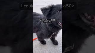 Owner Trained Service Dogs