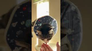 おはようニャー