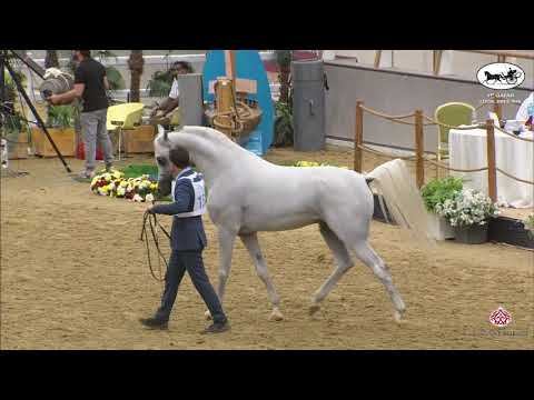 N 155 AGAAB AL SHAQAB   1st Qatar Arabian Horse Show Local Bred