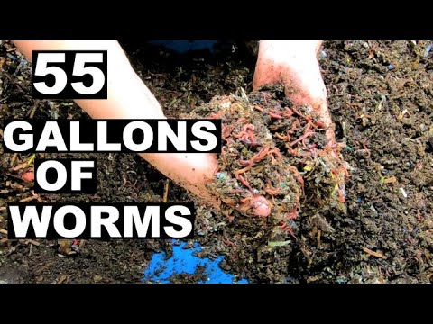Why You need a 55 GALLON Worm Compost Bin