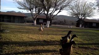 preview picture of video 'Welcoming committee, Roosevelt Lake Resort, AZ'