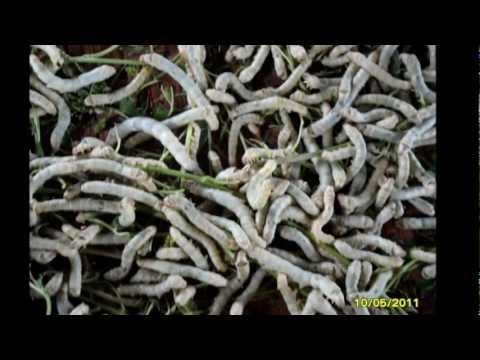 Seidenproduktion.wmv