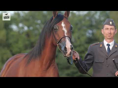 Arabian Horse EULERTA - Ganges x Eula
