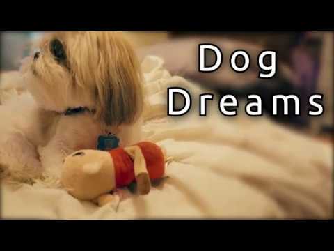 Dog Dreams - Short Film