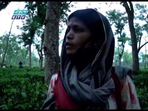 মৌলভীবাজারে চা বাগানজুড়ে অবাধে বিচরণ করছে বন্যপ্রাণী || ETV News