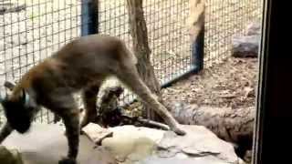 preview picture of video 'Big Cat Losing Its Mind at the Zoo - Carissa Lee Channel / Vlog - My trip to the zoo'