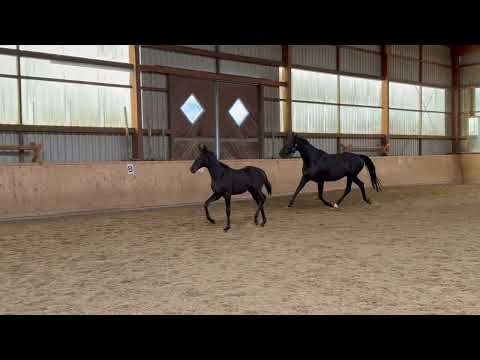 Hannoveraner Rapphengstfohlen – ShuFu / Don Dancier / Wolkenstein II