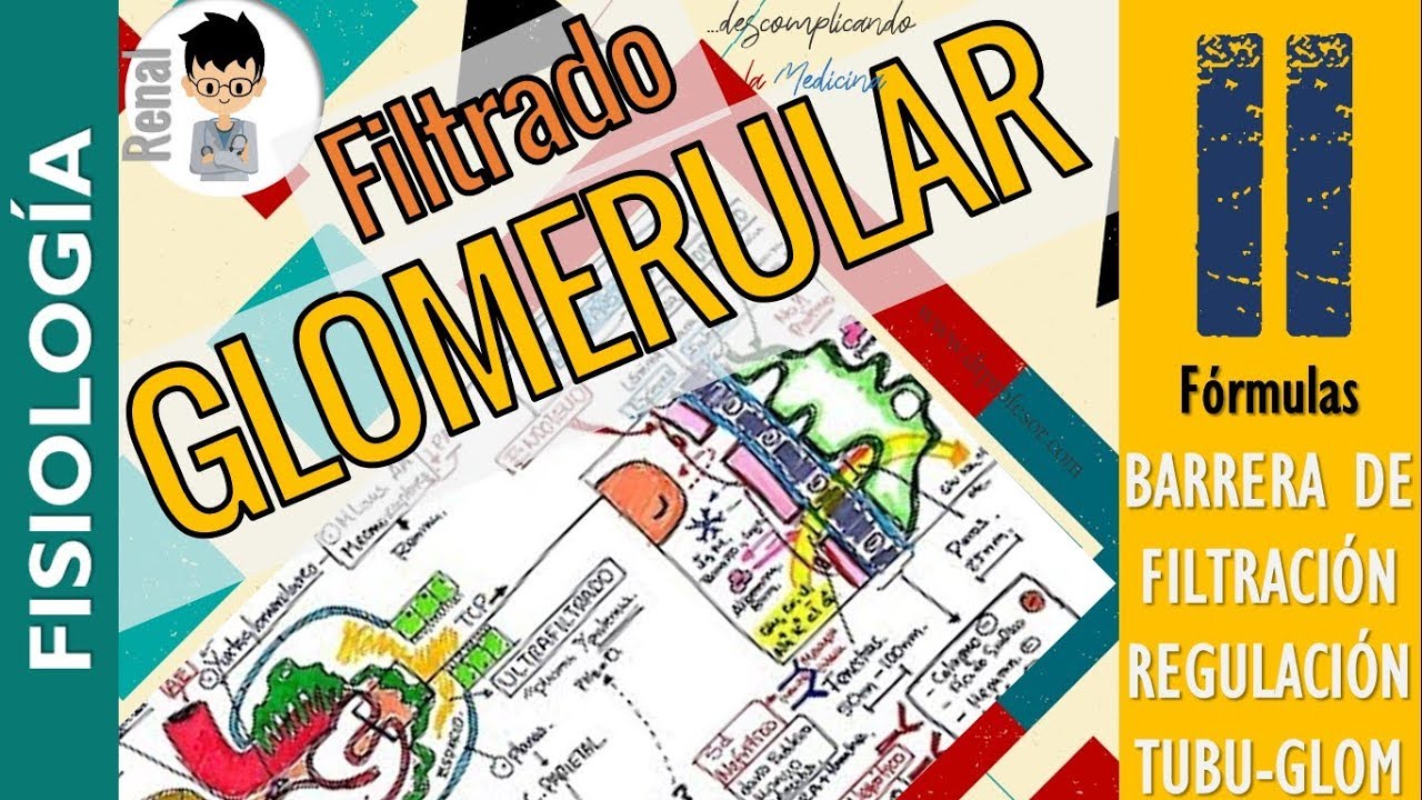FILTRADO GLOMERULAR,  REGULACIÓN TUBULO-GLOMERULAR, Formación de la Orina, FISIOLOGIA RENAL|P2