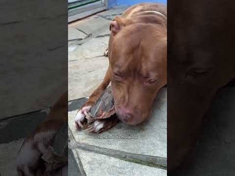 QUANTO TEMPO ESSAS ORELHAS BOVINAS DURAM COM MEUS PITBULLS? 😱 #pitbull #animais #cachorro #short