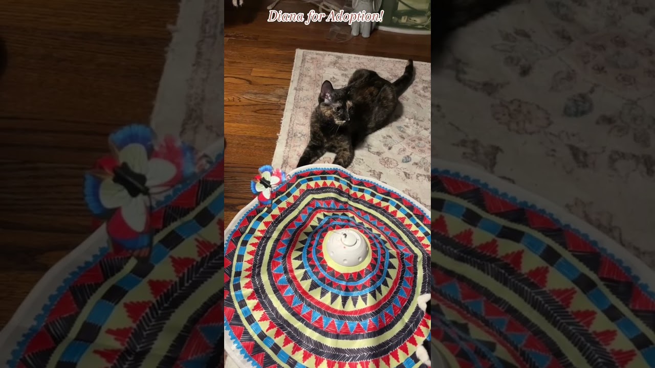 Enlarge Diana, a Adoptable Domestic Short Hair in Long Beach, NY video 6/6