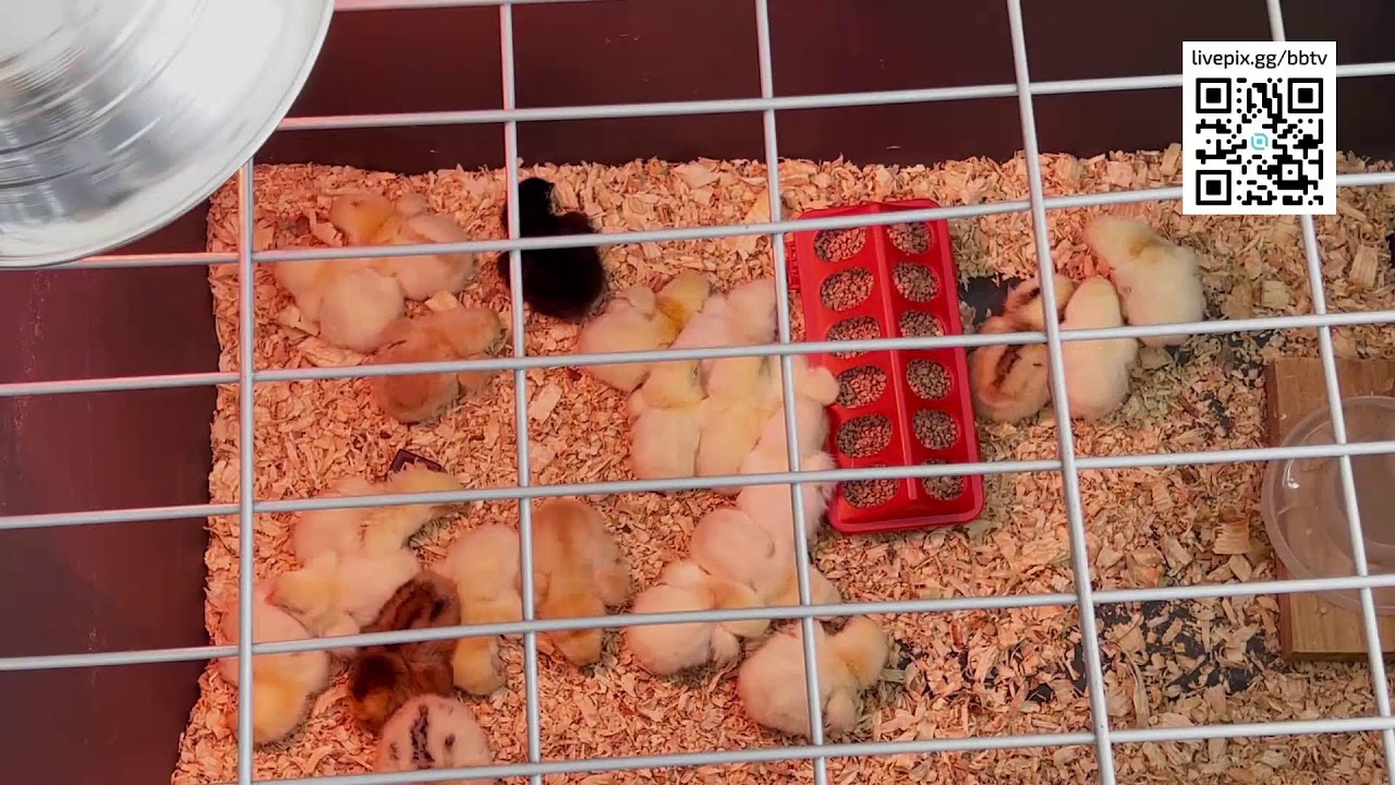 Sexta Feira Trabalho na Fazendaa