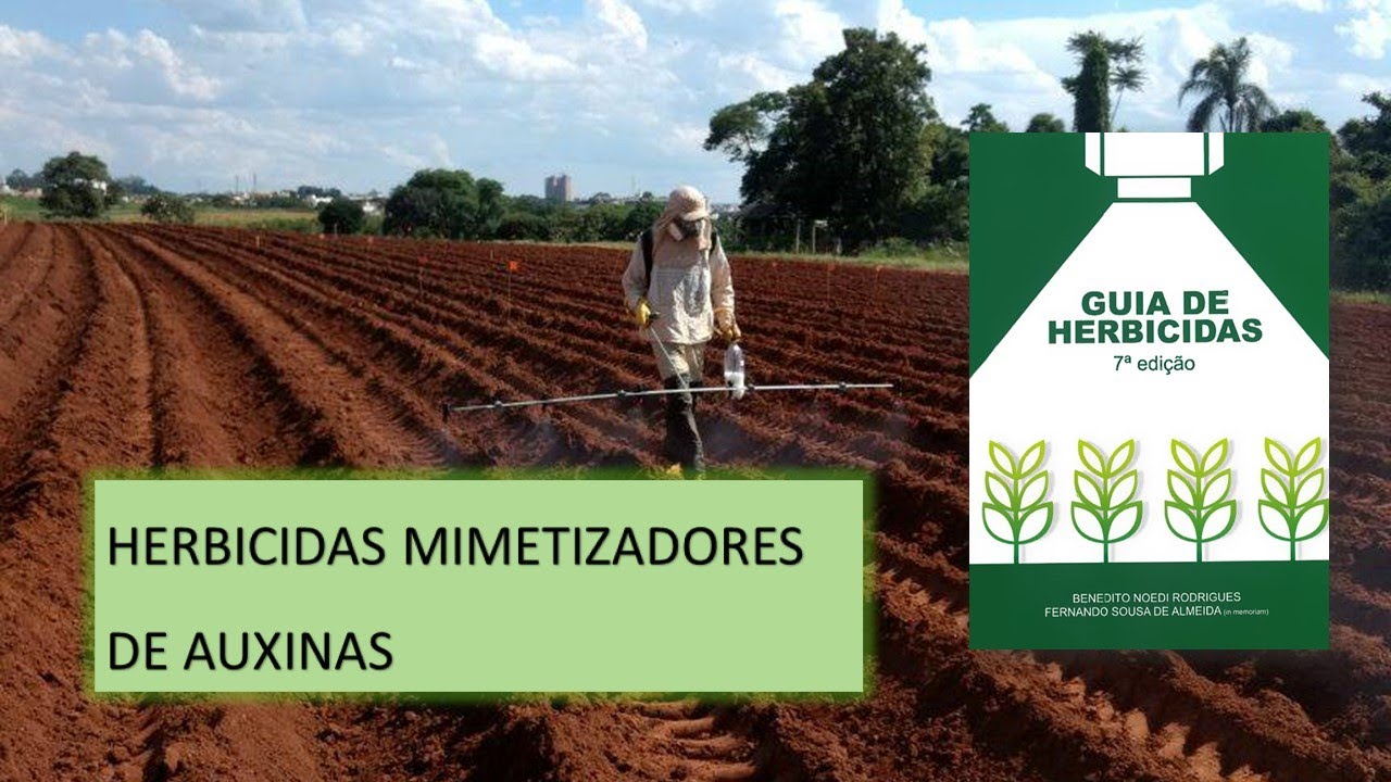 MECANISMO DE AÇÃO: AUXINAS SINTÉTICAS