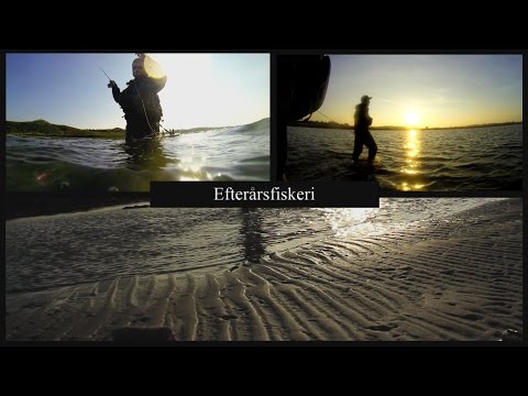 Strategi til efterårsfiskeri efter havørred/Fall fishing for sea trout
