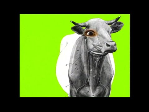 Barkmarket - Visible Cow (Official Music Video) 1996