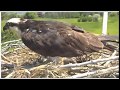 Charlie Brings Supper Charlo Montana Osprey Nest June 22 2018
