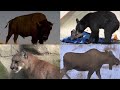 FOX 13 News 360: Handling the rare but real dangers from big mammals in Utah