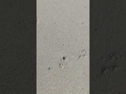 Crab in the beach