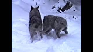Дивият свят на България