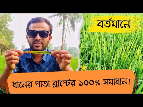 ধানের ব্লাস্ট রোগের লক্ষণ ও প্রতিকার