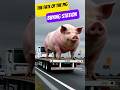 The Fate Of The Pig At The Buying Station Pigs Shorts Funny Animals Meowtimetv