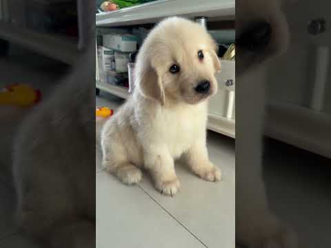 This Cute Golden Retriever Puppy Affection Is Next Level